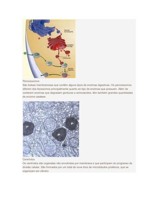 Peroxissomos
São bolsas membranosas que contêm alguns tipos de enzimas digestivas. Os peroxissomos
diferem dos lisossomos principalmente quanto ao tipo de enzimas que possuem. Além de
conterem enzimas que degradam gorduras e aminoácidos, têm também grandes quantidades
da enzima catalase.
Centríolos
Os centríolos são organelas não envolvidas por membrana e que participam do progresso de
divisão celular. São formados por um total de nove trios de microtúbulos protéicos, que se
organizam em cilindro.
 