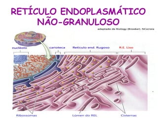 RETÍCULO ENDOPLASMÁTICO
NÃO-GRANULOSO

 