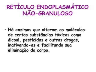 RETÍCULO ENDOPLASMÁTICO
NÃO-GRANULOSO
• Há enzimas que alteram as moléculas
de certas substâncias tóxicas como
álcool, pesticidas e outras drogas,
inativando-as e facilitando sua
eliminação do corpo.

 