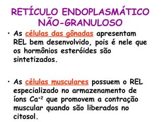 RETÍCULO ENDOPLASMÁTICO
NÃO-GRANULOSO

• As células das gônadas apresentam
REL bem desenvolvido, pois é nele que
os hormônios esteróides são
sintetizados.
• As células musculares possuem o REL
especializado no armazenamento de
íons Ca+2 que promovem a contração
muscular quando são liberados no
citosol.

 