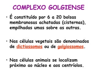 COMPLEXO GOLGIENSE
• É constituído por 6 a 20 bolsas
membranosas achatadas (cisternas),
empilhadas umas sobre as outras.
• Nas células vegetais são denominados
de dictiossomos ou de golgiossomos.
• Nas células animais se localizam
próximo ao núcleo e aos centríolos.

 
