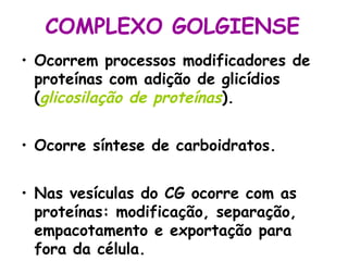 COMPLEXO GOLGIENSE
• Ocorrem processos modificadores de
proteínas com adição de glicídios
(glicosilação de proteínas).
• Ocorre síntese de carboidratos.
• Nas vesículas do CG ocorre com as
proteínas: modificação, separação,
empacotamento e exportação para
fora da célula.

 