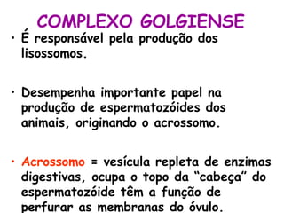 COMPLEXO GOLGIENSE

• É responsável pela produção dos
lisossomos.

• Desempenha importante papel na
produção de espermatozóides dos
animais, originando o acrossomo.
• Acrossomo = vesícula repleta de enzimas
digestivas, ocupa o topo da “cabeça” do
espermatozóide têm a função de
perfurar as membranas do óvulo.

 