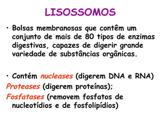 LISOSSOMOS
• Bolsas membranosas que contêm um
conjunto de mais de 80 tipos de enzimas
digestivas, capazes de digerir grande
variedade de substâncias orgânicas.
• Contém nucleases (digerem DNA e RNA)
Proteases (digerem proteínas);
Fosfatases (removem fosfatos de
nucleotídios e de fosfolipídios)

 