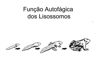 Função Autofágica
dos Lisossomos

 
