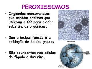 PEROXISSOMOS
• Organelas membranosas
que contém enzimas que
utilizam o O2 para oxidar
substâncias orgânicas.
• Sua principal função é a
oxidação de ácidos graxos.
• São abundantes nas células
do fígado e dos rins.

 