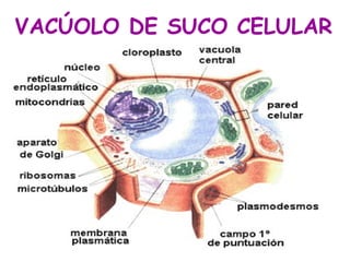 VACÚOLO DE SUCO CELULAR
• A

 