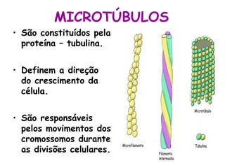 MICROTÚBULOS
• São constituídos pela
proteína – tubulina.
• Definem a direção
do crescimento da
célula.
• São responsáveis
pelos movimentos dos
cromossomos durante
as divisões celulares.

 