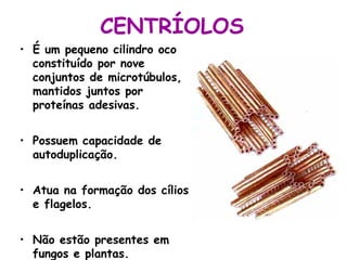 CENTRÍOLOS
• É um pequeno cilindro oco
constituído por nove
conjuntos de microtúbulos,
mantidos juntos por
proteínas adesivas.
• Possuem capacidade de
autoduplicação.
• Atua na formação dos cílios
e flagelos.
• Não estão presentes em
fungos e plantas.

 