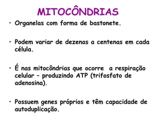 MITOCÔNDRIAS
• Organelas com forma de bastonete.
• Podem variar de dezenas a centenas em cada
célula.
• É nas mitocôndrias que ocorre a respiração
celular – produzindo ATP (trifosfato de
adenosina).
• Possuem genes próprios e têm capacidade de
autoduplicação.

 
