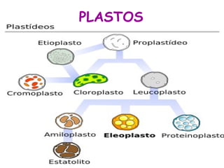 PLASTOS

 