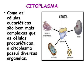 CITOPLASMA
• Como as
células
eucarióticas
são bem mais
complexas que
as células
procarióticas,
o citoplasma
possui diversas
organelas.

 