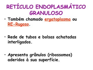 RETÍCULO ENDOPLASMÁTICO
GRANULOSO

• Também chamado ergatoplasma ou
RE-Rugoso.
• Rede de tubos e bolsas achatadas
interligados.
• Apresenta grânulos (ribossomos)
aderidos à sua superfície.

 