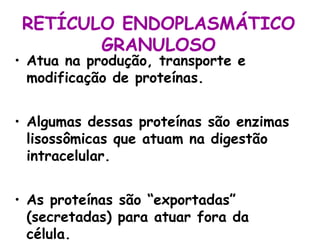 RETÍCULO ENDOPLASMÁTICO
GRANULOSO

• Atua na produção, transporte e
modificação de proteínas.

• Algumas dessas proteínas são enzimas
lisossômicas que atuam na digestão
intracelular.
• As proteínas são “exportadas”
(secretadas) para atuar fora da
célula.

 