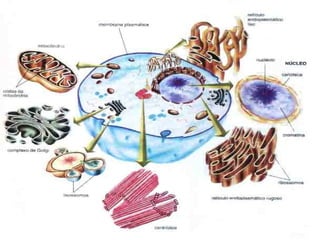 CITOPLASMA
• É todo o ambiente interno da célula,
região entre a membrana plasmática
(delimita a célula) e o envoltório
nu...