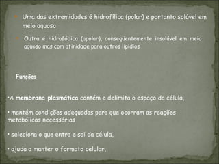 Uma das extremidades é hidrofílica (polar) e portanto solúvel em meio aquoso A  membrana plasmática  contém e delimita o espaço da célula, mantém condições adequadas para que ocorram as reações  metabólicas necessárias seleciona o que entra e sai da célula,   ajuda a manter o formato celular,   Outra é hidrofóbica (apolar), conseqüentemente insolúvel em meio aquoso mas com afinidade para outros lipídios Funções 