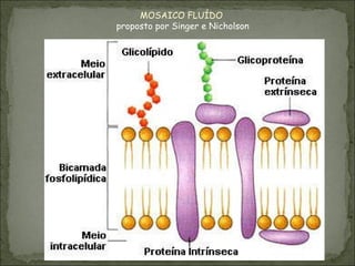 MOSAICO FLUÍDO  proposto por Singer e Nicholson 