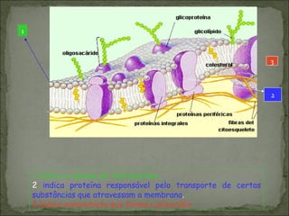 1  indica a camada de fosfolipídios. 2  indica proteína responsável pelo transporte de certas substâncias que atravessam a membrana . 3 indica carboidrato que forma o glicocálix. 1 3 2 