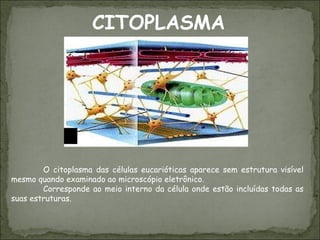 CITOPLASMA O citoplasma das células eucarióticas aparece sem estrutura visível mesmo quando examinado ao microscópio eletrônico.  Corresponde ao meio interno da célula onde estão incluídas todas as suas estruturas. 