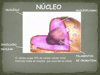 NÚCLEO O  núcleo ocupa 10% do volume celular total. Controla todas as reações  que ocorrem na célula. FILAMENTOS DE CROMATINA NUCLEOPLASMA NUCLÉOLO INVÓLUCRO NUCLEAR 