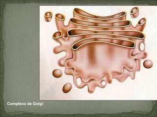Complexo de Golgi : 