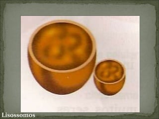 Lisossomos 