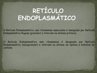 RETÍCULO ENDOPLASMÁTICO  O Retículo Endoplasmático com ribossomas associados é designado por Retículo Endoplasmático Rugoso (granular) e intervem na síntese proteica.  O Retículo Endoplasmático sem ribossomos é designado por Retículo Endoplasmático liso(agranular) e intervem na síntese de lipídios e hidratos de carbono. 