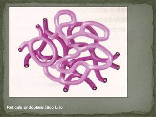 Retículo Endoplasmático Liso  