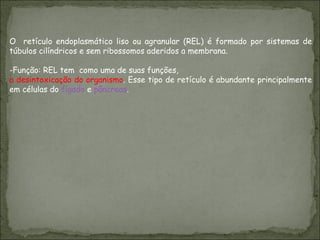 O  retículo endoplasmático liso ou agranular (REL) é formado por sistemas de túbulos cilíndricos e sem ribossomos aderidos a membrana.  Função: REL tem  como uma de suas funções,  a desintoxicação do organismo . Esse tipo de retículo é abundante principalmente em células do  fígado  e  pâncreas . 