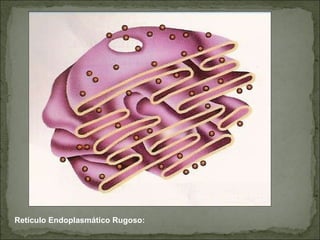 Retículo Endoplasmático Rugoso: 