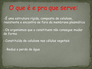 O que é e pra que serve: -  É uma estrutura rígida, composta de celulose, resistente e encontra-se fora da membrana plasmática -  Os organismos que a constituem não consegue mudar de forma -  Constituída de celulose nas células vegetais -  Reduz a perda de água 