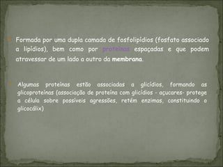 Formada por uma dupla camada de fosfolipídios (fosfato associado a lipídios), bem como por  proteínas  espaçadas e que podem atravessar de um lado a outro da  membrana .  Algumas proteínas estão associadas a glicídios, formando as glicoproteínas (associação de proteína com glicídios - açucares- protege a célula sobre possíveis agressões, retém enzimas, constituindo o glicocálix) 