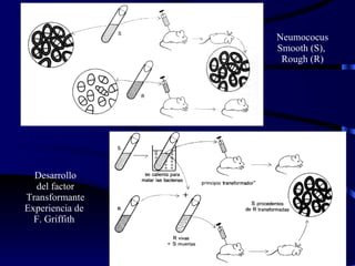 Desarrollo del factor Transformante Experiencia de  F. Griffith  Neumococus Smooth (S),  Rough (R) 