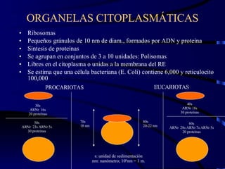 Ribosomas Pequeños gránulos de 10 nm de diam., formados por ADN y proteína Síntesis de proteínas Se agrupan en conjuntos de 3 a 10 unidades: Polisomas Libres en el citoplasma o unidas a la membrana del RE Se estima que una célula bacteriana (E. Coli) contiene 6,000 y reticulocito 100,000 ORGANELAS CITOPLASMÁTICAS 30s ARNr  16s 20 proteínas 50s ARNr  23s ARNr 5s 30 proteínas 70s 18 nm 80s 20-22 nm 40s ARNr 18s 30 proteínas 60s ARNr  28s ARNr 7s ARNr 5s 20 proteínas PROCARIOTAS EUCARIOTAS s: unidad de sedimentación nm: nanómetro; 10 9 nm = 1 m. 