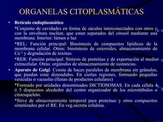Retículo endoplasmático * Conjunto de cavidades en forma de sáculos interconectados con otros y con la envoltura nuclear, que estan separados del citosol mediante una membrana. Interior: lúmen o luz * REL: Función principal: Biosíntesis de compuestos lipídicos de la membrana celular. Otros: biosíntesis de esteroides, almacenamiento de Ca +2  y degradación de toxinas * RER: Función principal: Síntesis de proteínas y de exportación al medio extracelular. Otras: orgánulos de almacenamiento de sustancias. Aparato de Golgi : Consta de haces paralelos de membrana sin gránulos, que puedan estar distendidos. En ciertas regiones, formando pequeñas vesículas o vacuolas (llenas de productos celulares) *Formado por unidades denominados DICTIOSOMAS. En cada célula 4 ó 5 dispuestos alrededor del centro organizador de los microtúbulos o citoesqueleto. *Sirve de almacenamiento temporal para proteínas y otros compuestos sintetizados por el RE. En veg.secreta celulosa. ORGANELAS CITOPLASMÁTICAS 