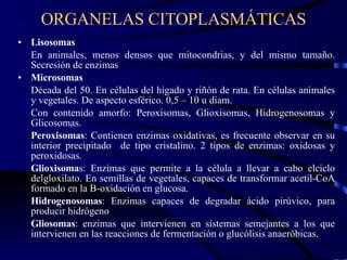 ORGANELAS CITOPLASMÁTICAS Lisosomas En animales, menos densos que mitocondrias, y del mismo tamaño. Secresión de enzimas Microsomas Década del 50. En células del higado y riñón de rata. En células animales y vegetales. De aspecto esférico. 0,5 – 10 u diam.  Con contenido amorfo: Peroxisomas, Glioxisomas, Hidrogenosomas y Glicosomas. Peroxisomas : Contienen enzimas oxidativas, es frecuente observar en su interior precipitado  de tipo cristalino. 2 tipos de enzimas: oxidosas y peroxidosas. Glioxisoma s: Enzimas que permite a la célula a llevar a cabo elciclo delgloxilato. En semillas de vegetales, capaces de transformar acetil-CoA formado en la B-oxidación en glucosa. Hidrogenosomas : Enzimas capaces de degradar ácido pirúvico, para producir hidrógeno Gliosomas : enzimas que intervienen en sistemas semejantes a los que intervienen en las reacciones de fermentación o glucólisis anaeróbicas. 