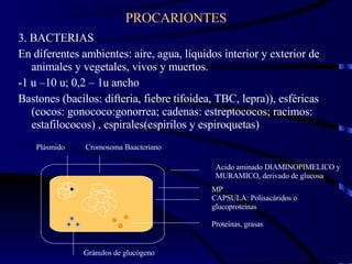 3. BACTERIAS En diferentes ambientes: aire, agua, líquidos interior y exterior de animales y vegetales, vivos y muertos. -1 u –10 u; 0,2 – 1u ancho  Bastones (bacilos: difteria, fiebre tifoidea, TBC, lepra)), esféricas (cocos: gonococo:gonorrea; cadenas: estreptococos; racimos: estafilococos) , espirales(espirilos y espiroquetas) PROCARIONTES Acido aminado DIAMINOPIMELICO y  MURAMICO, derivado de glucosa  MP  CAPSULA: Polisacáridos o glucoproteínas Proteínas, grasas Gránulos de glucógeno Plásmido Cromosoma Baacteriano 