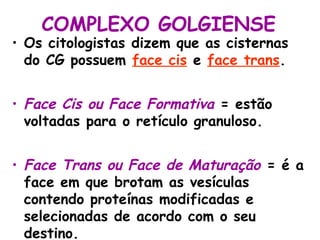 COMPLEXO GOLGIENSE
• Os citologistas dizem que as cisternas
do CG possuem face cis e face trans.
• Face Cis ou Face Formativa = estão
voltadas para o retículo granuloso.
• Face Trans ou Face de Maturação = é a
face em que brotam as vesículas
contendo proteínas modificadas e
selecionadas de acordo com o seu
destino.
 