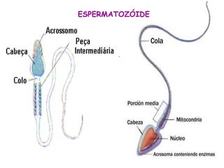 ESPERMATOZÓIDE
 
