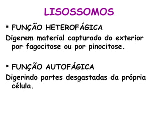 LISOSSOMOS
 FUNÇÃO HETEROFÁGICA
Digerem material capturado do exterior
por fagocitose ou por pinocitose.
 FUNÇÃO AUTOFÁGICA
Digerindo partes desgastadas da própria
célula.
 