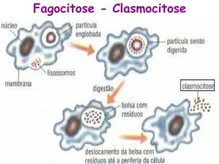 Fagocitose - Clasmocitose
 