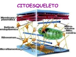 CITOESQUELETO
• A
 