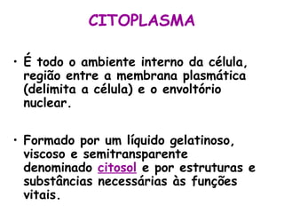 CITOPLASMA
• É todo o ambiente interno da célula,
região entre a membrana plasmática
(delimita a célula) e o envoltório
nuclear.
• Formado por um líquido gelatinoso,
viscoso e semitransparente
denominado citosol e por estruturas e
substâncias necessárias às funções
vitais.
 