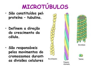 MICROTÚBULOS
• São constituídos pela
proteína – tubulina.
• Definem a direção
do crescimento da
célula.
• São responsáveis
pelos movimentos dos
cromossomos durante
as divisões celulares.
 