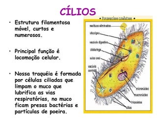 CÍLIOS
• Estrutura filamentosa
móvel, curtos e
numerosos.
• Principal função é
locomoção celular.
• Nossa traquéia é formada
por células ciliadas que
limpam o muco que
lubrifica as vias
respiratórias, no muco
ficam presas bactérias e
partículas de poeira.
 