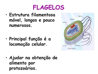 FLAGELOS
• Estrutura filamentosa
móvel, longos e pouco
numerosos.
• Principal função é a
locomoção celular.
• Ajudar na obtenção de
alimento por
protozoários.
 