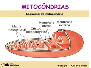 MITOCÔNDRIAS
• A
 