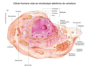 Célula Humana vista ao micróscópio eletrônico de varredura
 