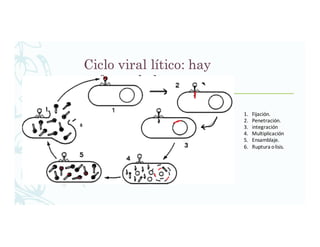 Ciclo viral lítico: hay
enfermedad.
1. Fijación.
2. Penetración.
3. integración
4. Multiplicación
5. Ensamblaje.
6. Ruptura	o	lisis.
 