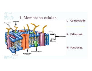 1. Membrana celular.
i. Composición.
ii. Estructura.
iii. Funciones.
 